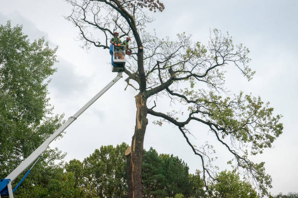 Palm Tree Trimming in Rural Hill, TN